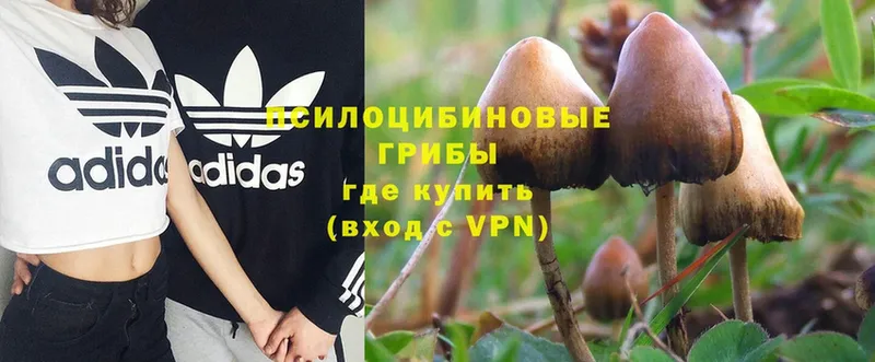 где продают   кракен как войти  Галлюциногенные грибы MAGIC MUSHROOMS  Киренск 